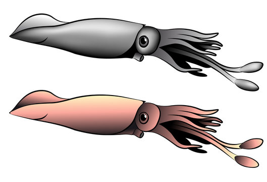 Vector squid represented in the form of a tattoo.
