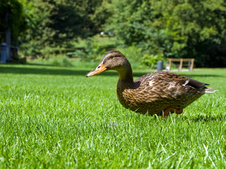 Young Mallard duck