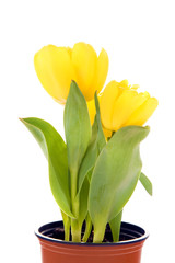 Yellow tulips in flowerpot