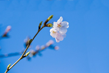 sakura4