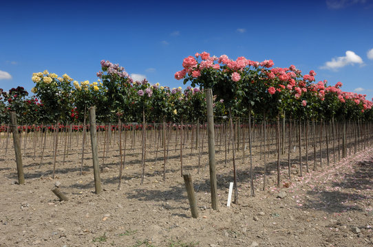 culture de rosiers tiges