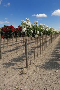 culture de rosiers tiges