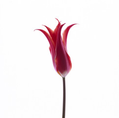 チューリップ-02