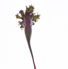 Obraz premium 食虫植物-01