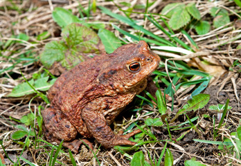 Frosch