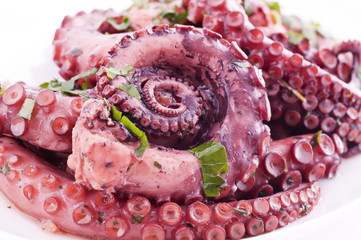 Octopus © HLPhoto