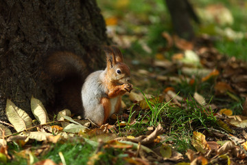 Naklejka na ściany i meble wiewiórka w lesie jesienią