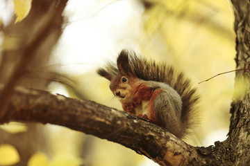 squirrel in autumn forest