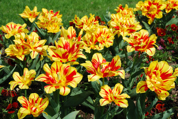 Fiori gialli con striature rosse