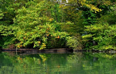 Kahn  in der Natur  im Naturschutzgebiet Taubergiessen