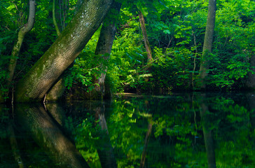 Obraz premium Bäume im Wasser