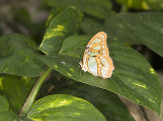 beautiful orange colored butterfly resting on a large leaf