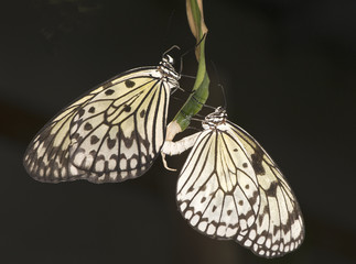 pair of beautiful rice paper butterflies