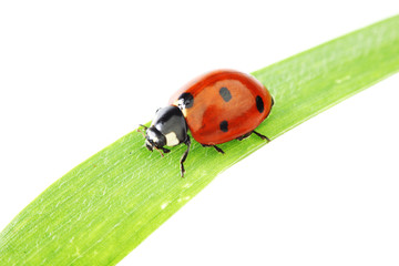 ladybug on grass