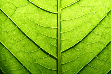 Fototapeta na wymiar zielony liść żyły