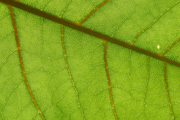 green leaf