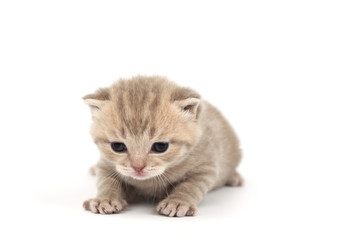 Fototapeta premium isolated cat
