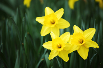 Fototapeta premium yellow narcissus
