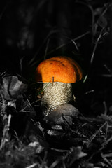 Bolete
