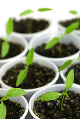 sprout green pepper