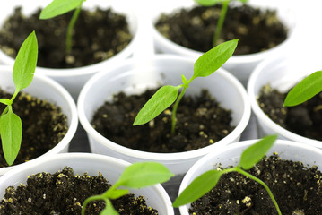 sprout green pepper
