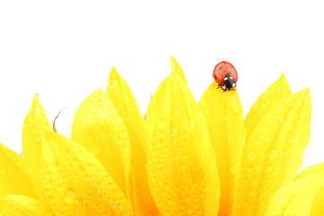 ladybug on sunflower