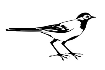 Obraz premium silhouette of the wagtail on white background