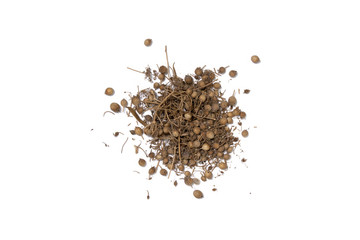 a little mount coriander seeds isolated in white