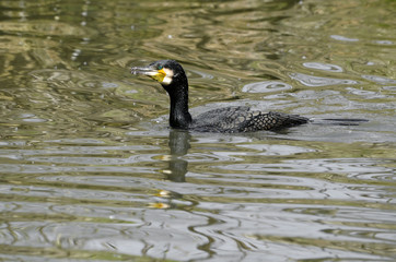 Grand cormoran nageant sur l'eau