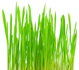 Fresh green grass on a white background