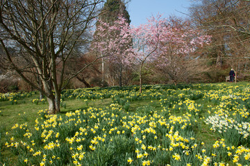 Obraz premium Bodnant Gardens