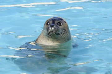 Harbour Seal