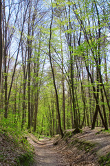 Path through the beautiful spring forest