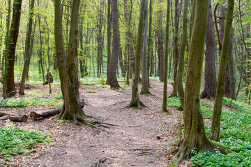 Obraz premium Path through the beautiful spring forest