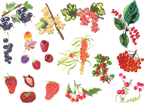 set of different isolated berries illustration