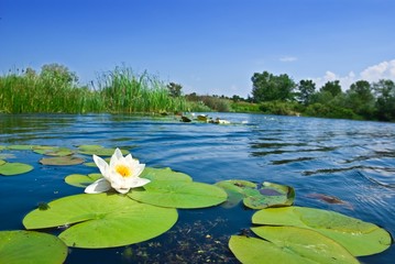 summer river with floating lily