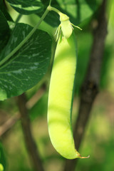 Pea pod