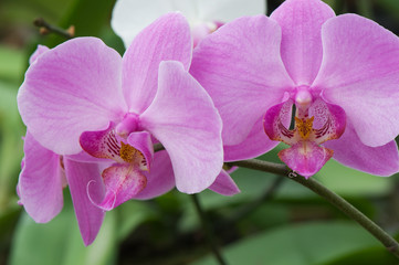 Obraz na płótnie Canvas orchid