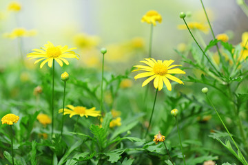 Obraz na płótnie Canvas yellow flower