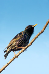 European Starling (Sturnus vulgaris) on a branch