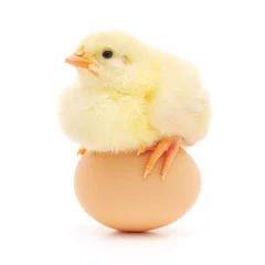 Rolgordijnen Kip chicken and egg