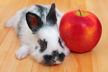 Piebald rabbit with an apple