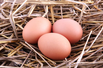 fresh eggs in straw