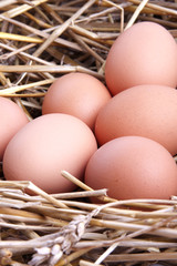 eggs in fresh straw