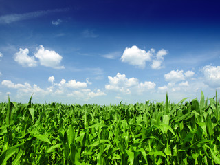 Corn field