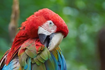 Green-winged macaw