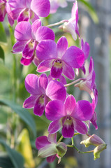 pink orchid