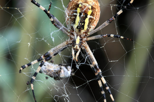 ragno predatore