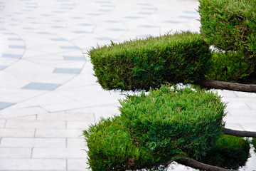 Green bush against white background