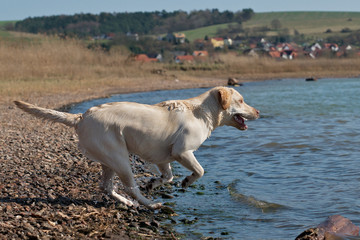 Junger Hund läuft ins Wasser